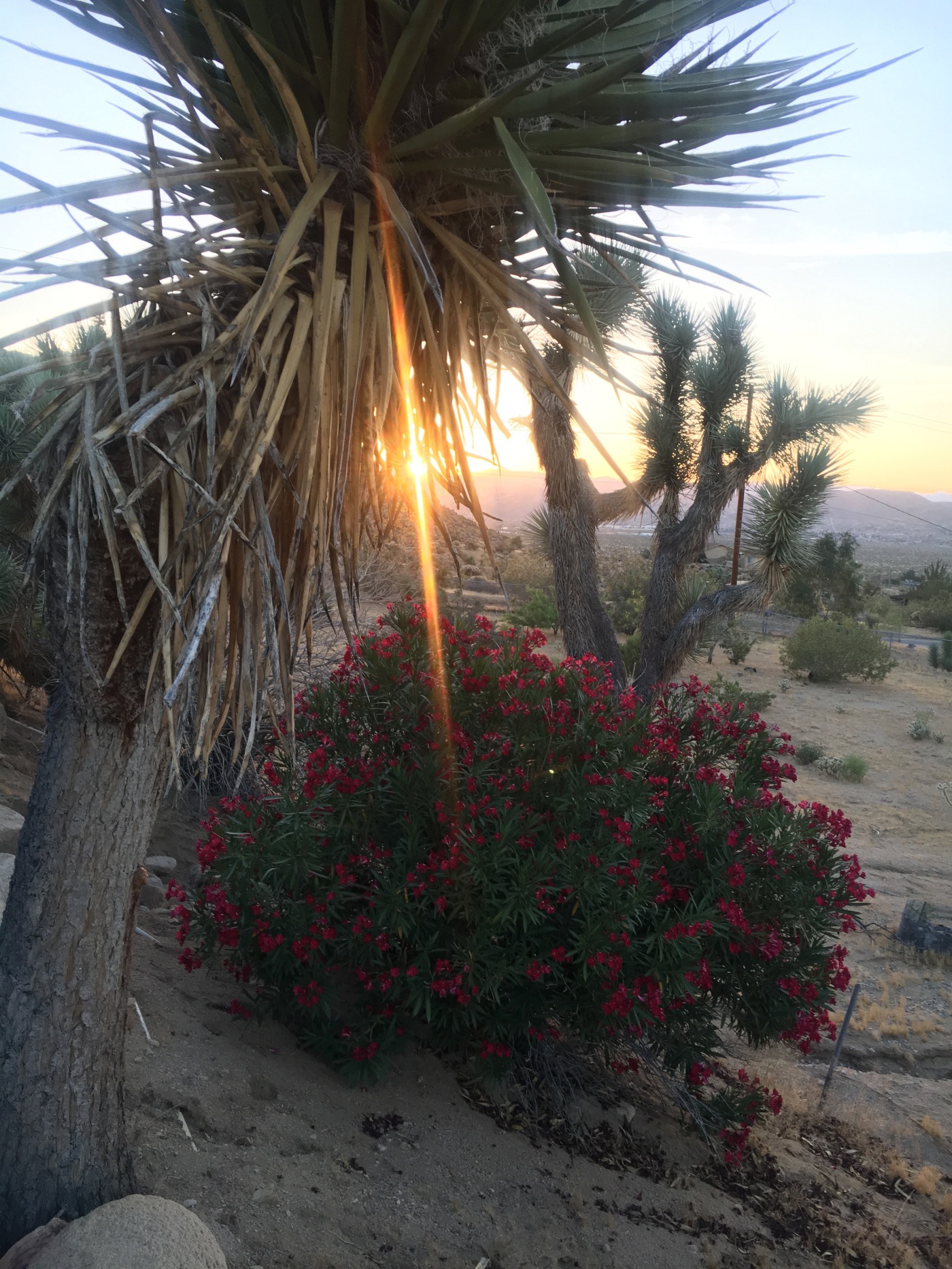 Laurie Markvart, writing about kids, family, and life from Joshua Tree, CA